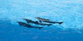 Show of beautiful dolphin jumps in zoo pool Royalty Free Stock Photo