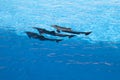 Show of beautiful dolphin jumps in zoo pool Royalty Free Stock Photo