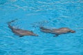 Show of beautiful dolphin jumps in zoo pool Royalty Free Stock Photo