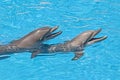 Show of beautiful dolphin jumps in zoo pool Royalty Free Stock Photo