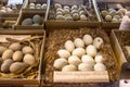 show case in natural history museum with nests of eggs