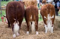 Show Cattle