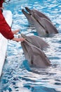 Show on the dolphines, rimini Royalty Free Stock Photo