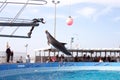 Show on the dolphines, rimini Royalty Free Stock Photo