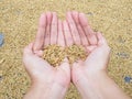 Show Drying paddy farmers in Northeast in thailand