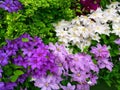 Show Garden with Clematis Flowers Royalty Free Stock Photo