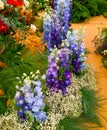 Show Garden with delphinium flowers