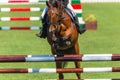 Show Jumping Horse Closeup Head On Royalty Free Stock Photo