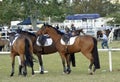 Show jumping horses waiting having a gossip Royalty Free Stock Photo