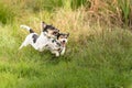 Show light aggressive behavior. Actually cute and peaceful Jack Russell Terriers who just exaggerate in the game Royalty Free Stock Photo