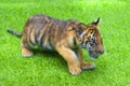 Show the little tiger cubs playing in the zoo Royalty Free Stock Photo