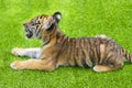 Show the little tiger cubs playing in the zoo