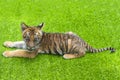 Show the little tiger cubs playing in the zoo Royalty Free Stock Photo