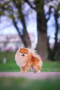 Show quality pomeranian dog outdoor portrait Royalty Free Stock Photo