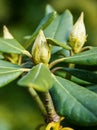 Closeup of rhododendron bud