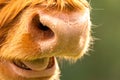 Show Scottish highland cattle. Close up nose. Wet nose with drops. Sweating for heat regulation Royalty Free Stock Photo