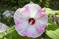 Show-stopping supersized hibiscus flower in full bloom in swirling shades of pink rose and cranberry red with blurred greenery an