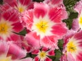 Show tulip in Closeup Royalty Free Stock Photo