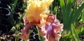 Iris Garden Series - Colorful Bearded Iris Show Your Colors