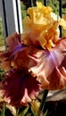 Iris Garden Series - Colorful Bearded Iris Show Your Colors