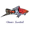 `Showa` Sword-tail Xiphophorus hellerii, freshwater or brackish fish male