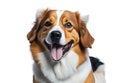Showcase a Cute and Happy Dog on a Transparent Background. Royalty Free Stock Photo