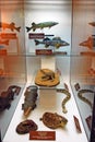 Showcase with exhibits of the Museum. Stuffed reptiles and fish behind glass.