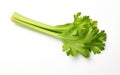 Showcase of Fresh Celery on White Background