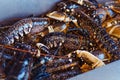 Showcase with fresh live lobsters on a fishmonger stall in seafood store. Selective focus. Copy space. Royalty Free Stock Photo