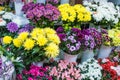 Showcases many bouquets in vases on flower shop shelves store bright multicolored chrysanthemum and azaleas Royalty Free Stock Photo