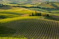 showcases orderly rows of vineyard in picturesque Tuscany Aerial view Royalty Free Stock Photo