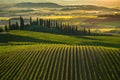 showcases orderly rows of vineyard in picturesque Tuscany Aerial view Royalty Free Stock Photo