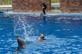 Dolphin show, Palmitos Park, Gran Canaria, Spain, showcasing bottlenose dolphins in dolphinarium. Royalty Free Stock Photo