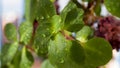 Showcasing effect of polarizing filter on leaves with water drops. Removing light reflection with polarizer