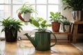 Smiling watering fresh plants at home