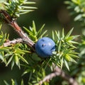 Showcasing a single blue berry surrounded by sharp needle like Royalty Free Stock Photo