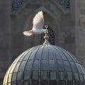 Showcasing a white dove flying over the dome of an ancient mosque, Royalty Free Stock Photo