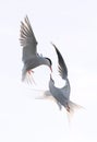 Showdown in flight. Common Terns interacting in flight. Adult common terns in flight in sunset light isolated on the white backgr