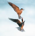 Showdown in the sky. Common Terns interacting in flight. Adult common terns in flight in sunset light on the sky background.