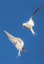 Showdown in the sky. Common Terns interacting in flight.