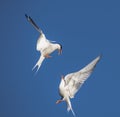 Showdown in the sky. Common Terns interacting in flight.