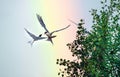 Showdown in the sky. Common Terns interacting in flight.