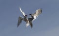 Showdown in the sky. Common Terns interacting in flight.