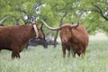 Showdown of two longhorn bulls Royalty Free Stock Photo