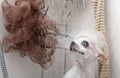 A shower cabin in drops of water in which a chihuahua dog with a wet washcloth on his head washes.