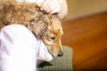 After a shower, a dog plays with his owner or relaxes Royalty Free Stock Photo