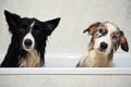 Shower dogs Royalty Free Stock Photo