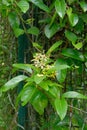 Shower of Gold Climber or Australian Golden Vine, Tristellateia australasiae, a popular ornamental liana as hedge for fence