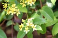 Shower of gold climber, Vining Galphimia, Tristellateia australasiae