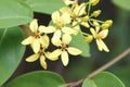 Shower of gold climber, Vining Galphimia, Tristellateia australasiae